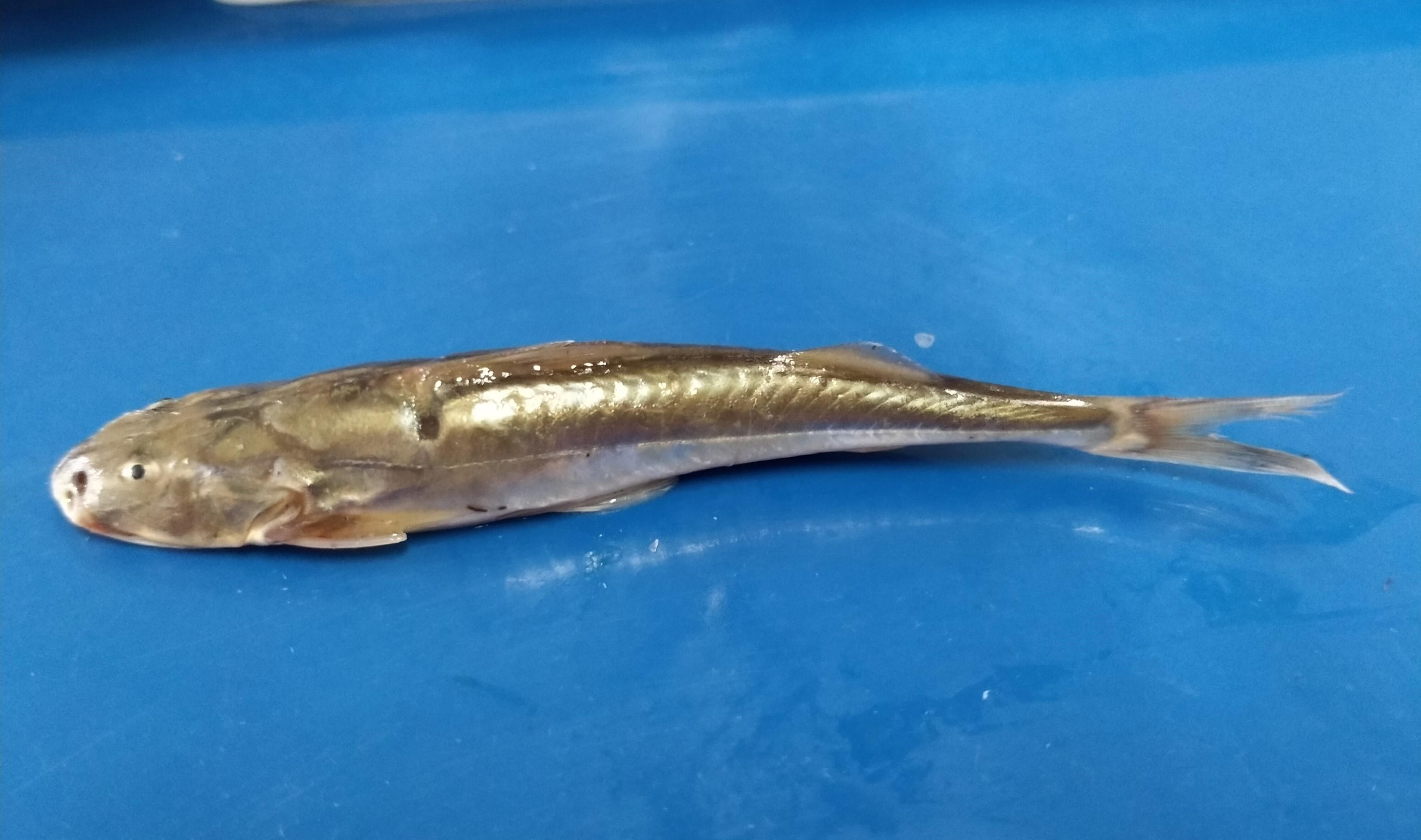 Glyptothorax indicus