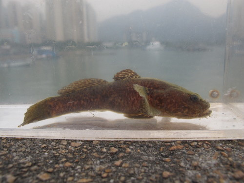 Gobiopsis macrostoma