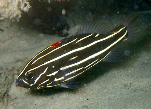Grammistes sexlineatus