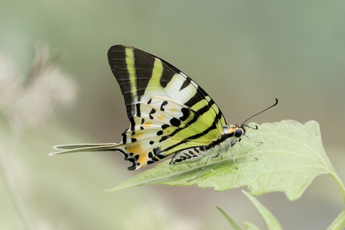 Graphium antiphates