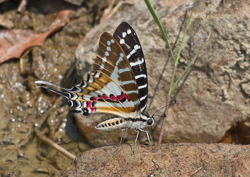 Graphium nomius