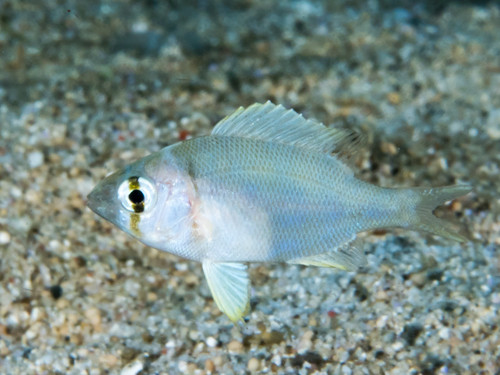 Gymnocranius griseus