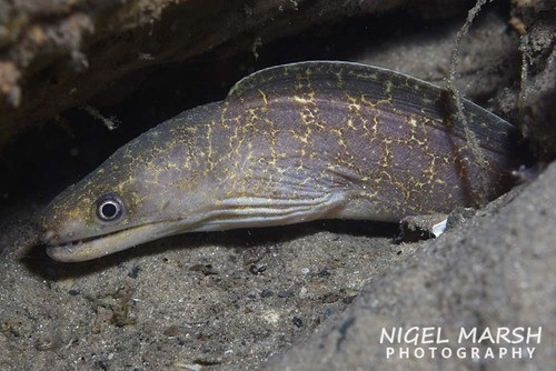 Gymnothorax pseudothyrsoideus