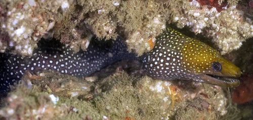 Gymnothorax punctatus