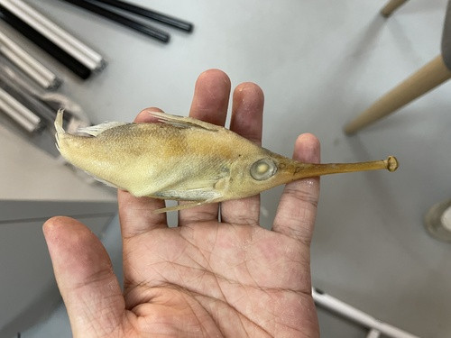 Halimochirurgus alcocki