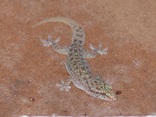 Hemidactylus brookii