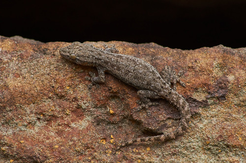 Hemidactylus frenatus