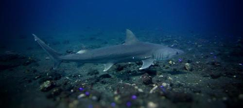 Hemipristis elongata