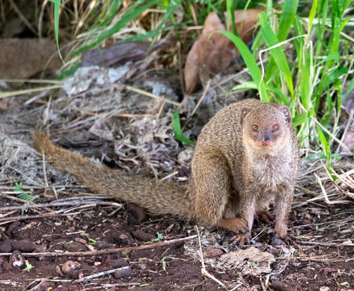 Herpestes auropunctatus