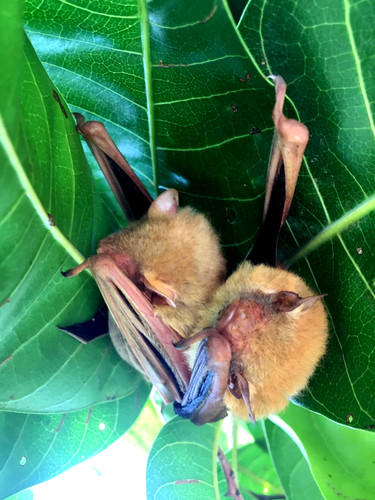 Hesperoptenus tickelli