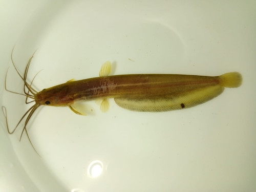 Heteropneustes fossilis