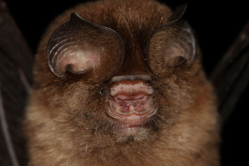 Hipposideros galeritus