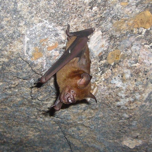 Hipposideros lankadiva
