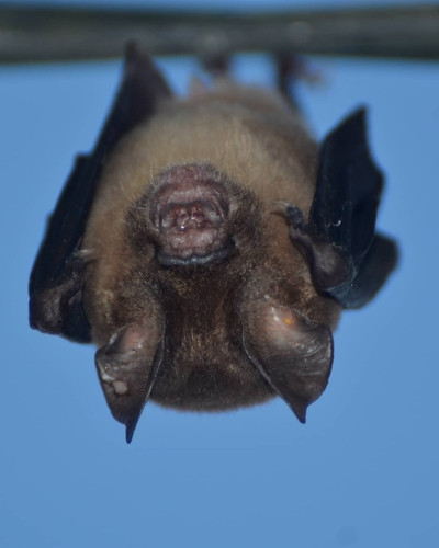 Hipposideros larvatus