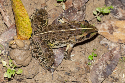 Hoplobatrachus litoralis