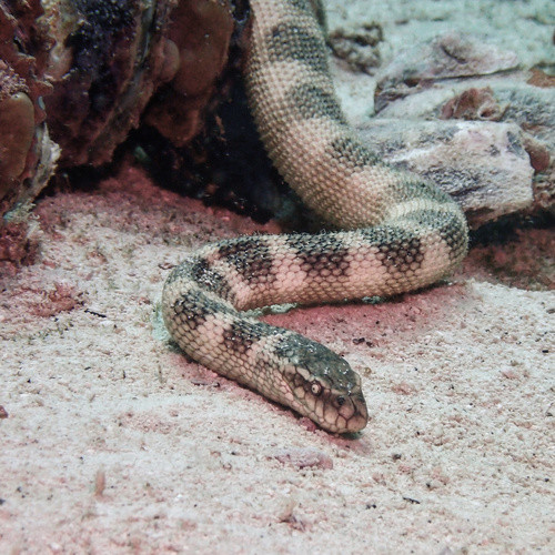 Hydrophis lapemoides