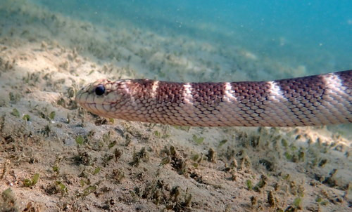 Hydrophis ornatus