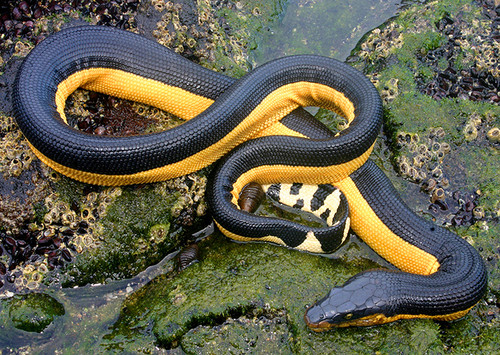 Hydrophis platurus