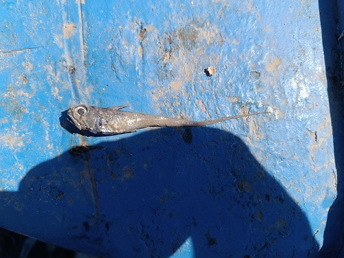 Hymenocephalus italicus