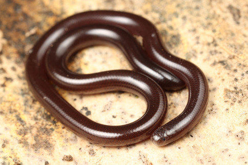 Indotyphlops braminus