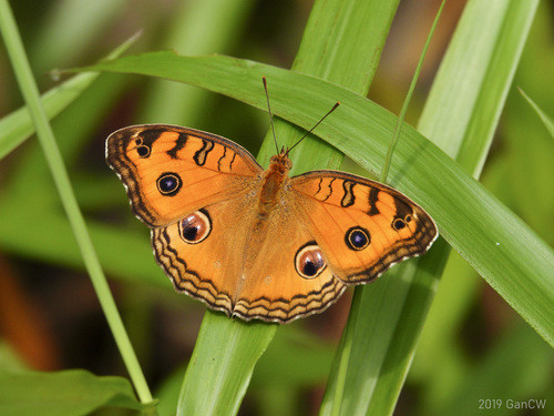 Junonia almana
