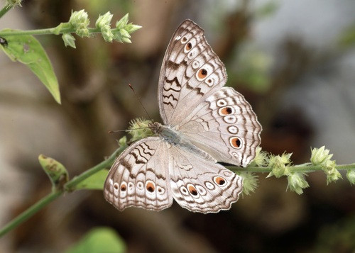 Junonia atlites