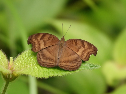 Junonia iphita