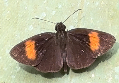 Koruthaialos rubecula