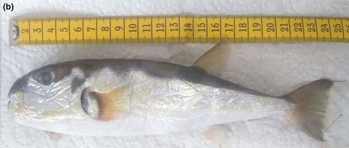 Lagocephalus guentheri