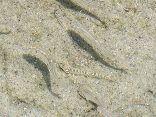 Lepidocephalichthys annandalei