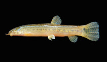 Lepidocephalichthys berdmorei