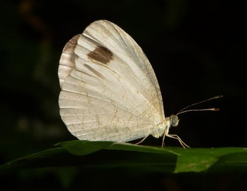 Leptosia nina
