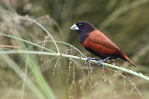 Lonchura atricapilla