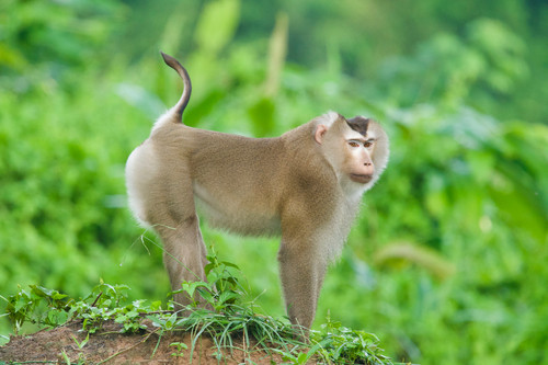 Macaca leonina