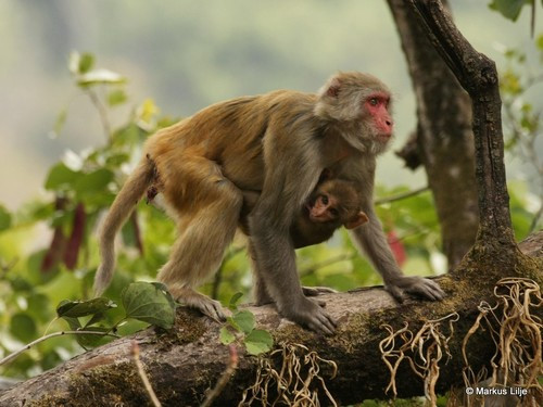 Macaca mulatta