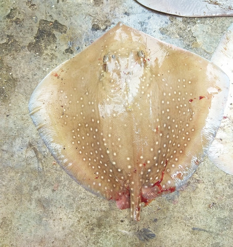 Maculabatis gerrardi