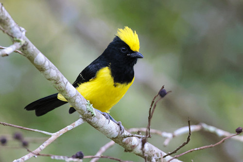 Melanochlora sultanea