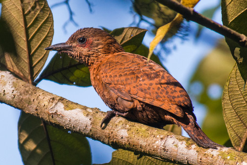 Micropternus brachyurus