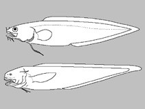 Monomitopus conjugator