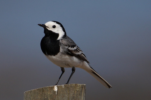 Motacilla alba