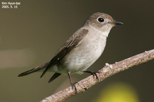 Muscicapa dauurica