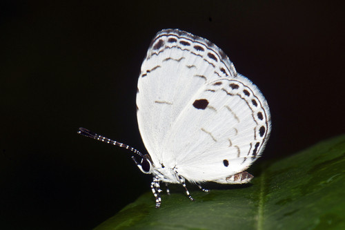 Neopithecops zalmora