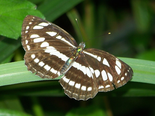 Neptis hylas