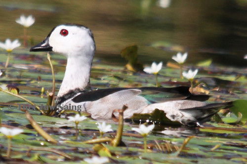 Nettapus coromandelianus
