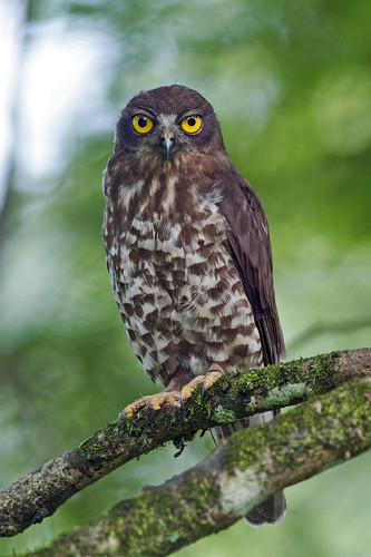 Ninox scutulata