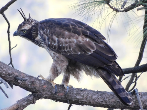 Nisaetus nipalensis