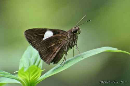 Notocrypta paralysos