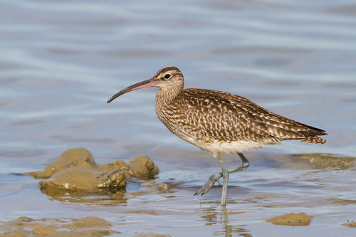 Numenius phaeopus