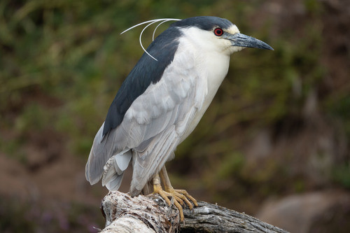 Nycticorax nycticorax