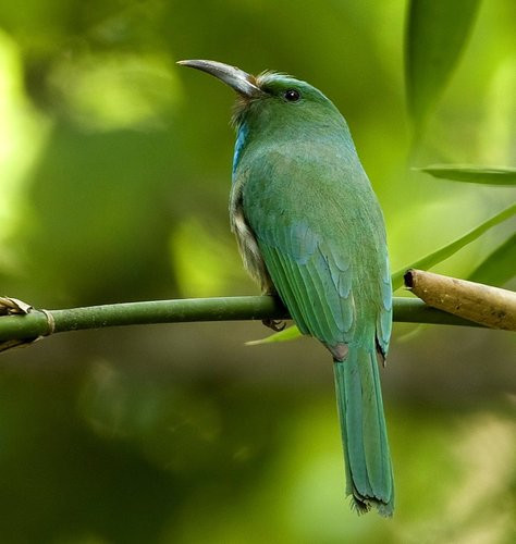 Nyctyornis athertoni